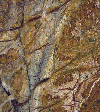 RainForestBrown RainForestBrown